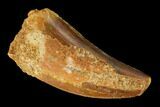 Serrated, Carcharodontosaurus Tooth - Feeding Worn Tip #145707-1
